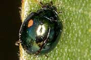 Ladybird (Orcus sp) (Orcus sp)